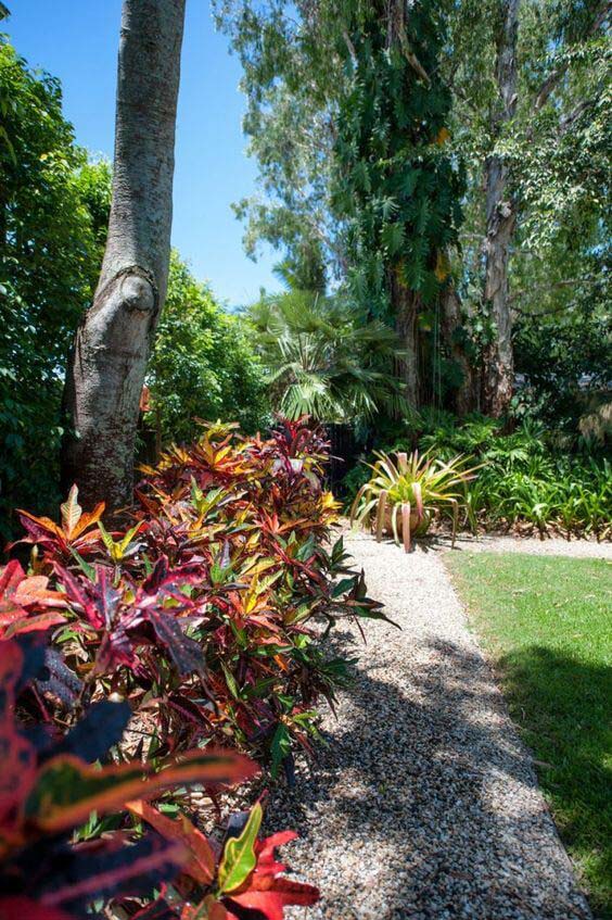 Use Mammy Crotons as Landscape Edging
