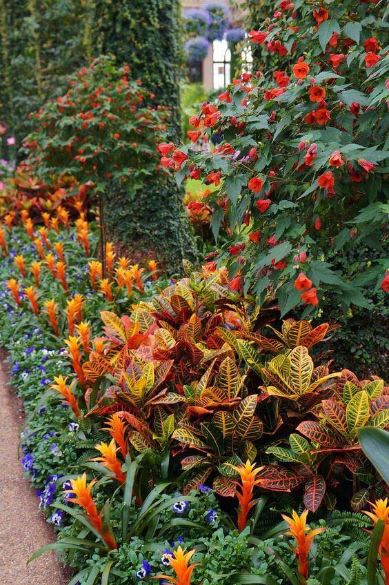 Crotons Used in Floral Landscaping