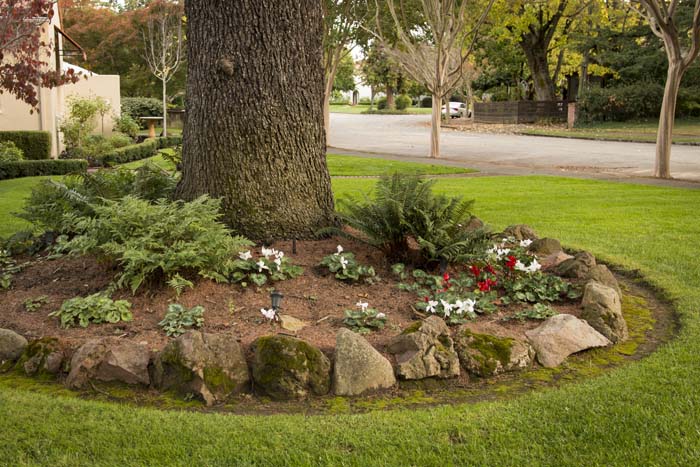 A Rock Garden Around a Tree