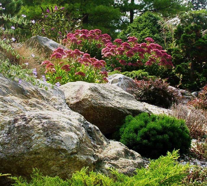Rockery Plants in a Rock Garden