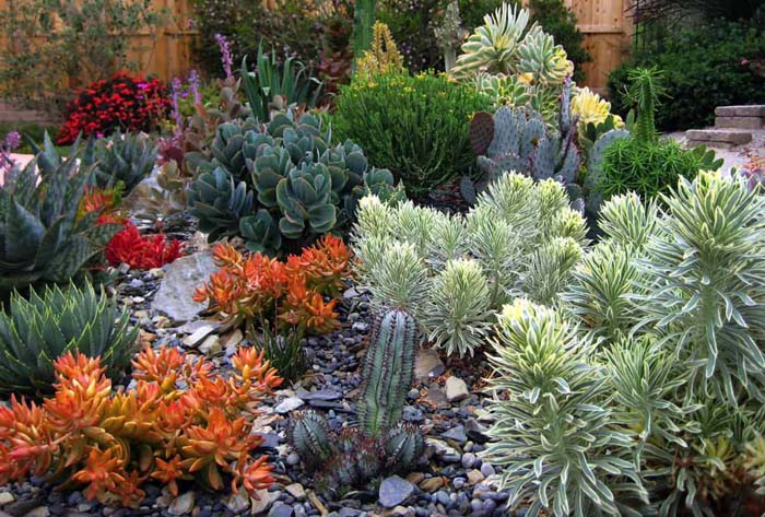 Beautiful Succulent Garden