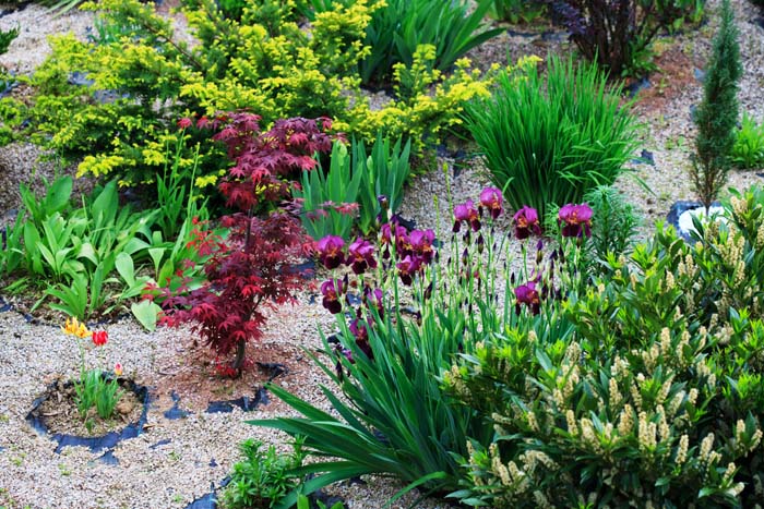 Rock Garden With Drought Tolerant Plants