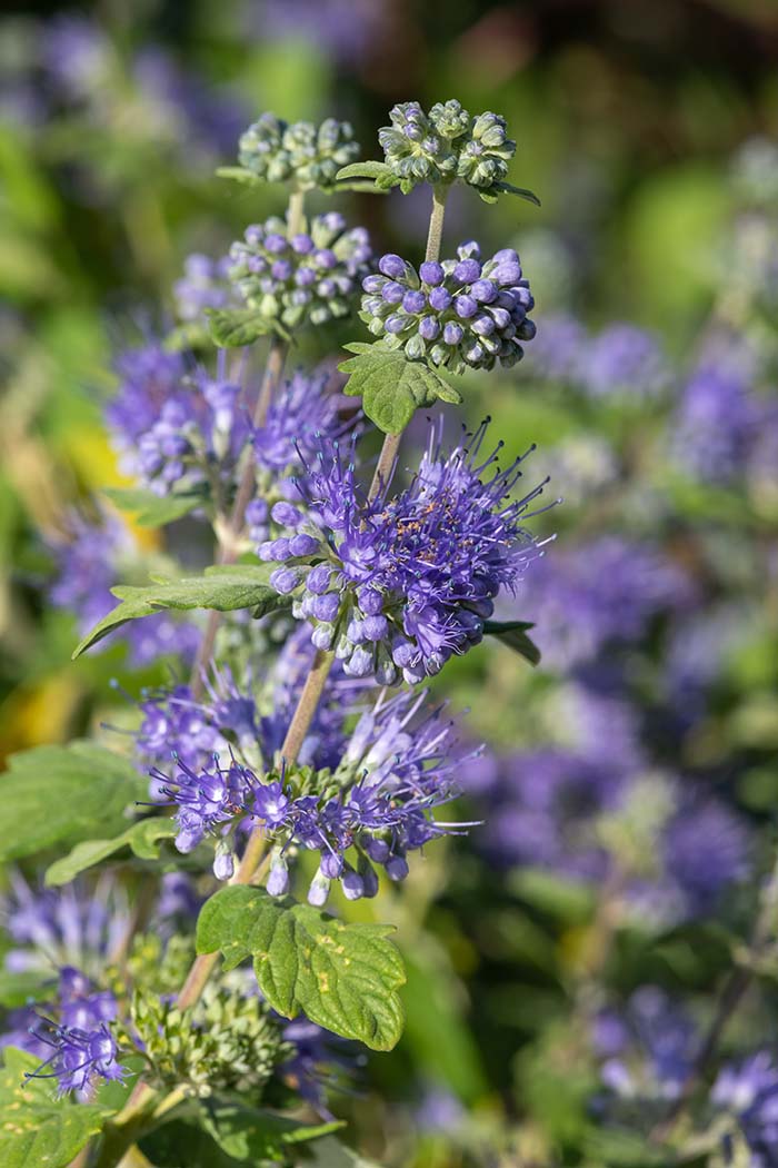 Beyond Midnight Bluebeard Flower