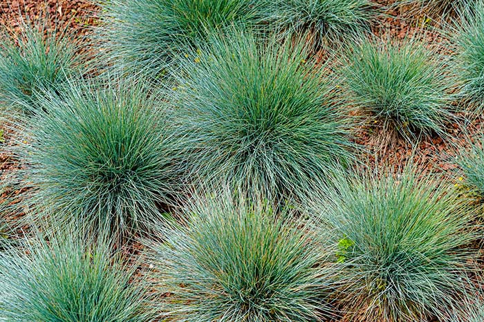 Blue Fescue Plant