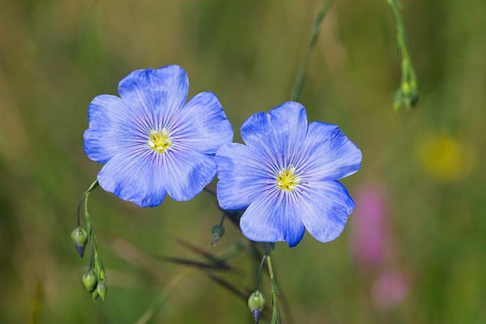 Blue Geranium Flower