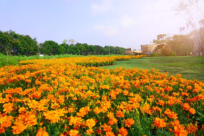 Bright Lights Cosmos Flower