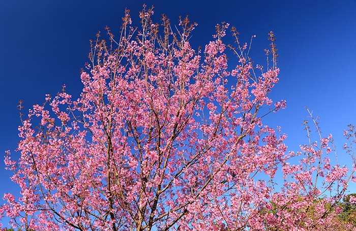 Crabapple trees