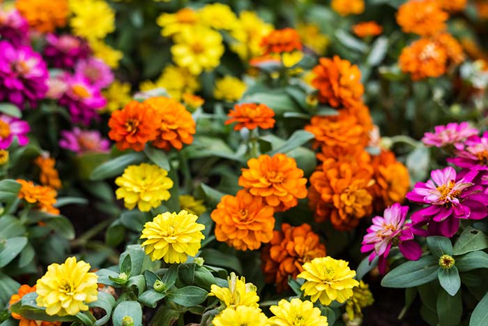 Creeping Zinnia