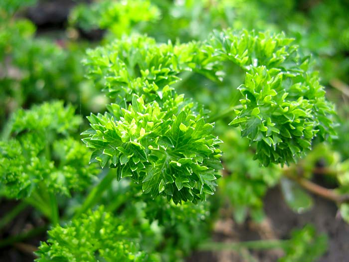 Curly Parsley