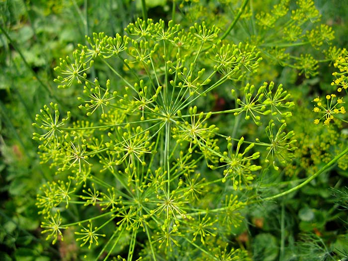 Dill Plant