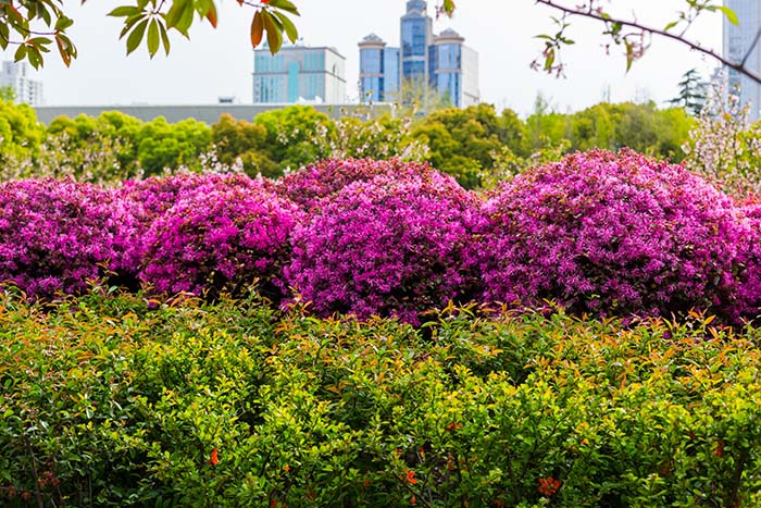 Dwarf Loropetalum Bush