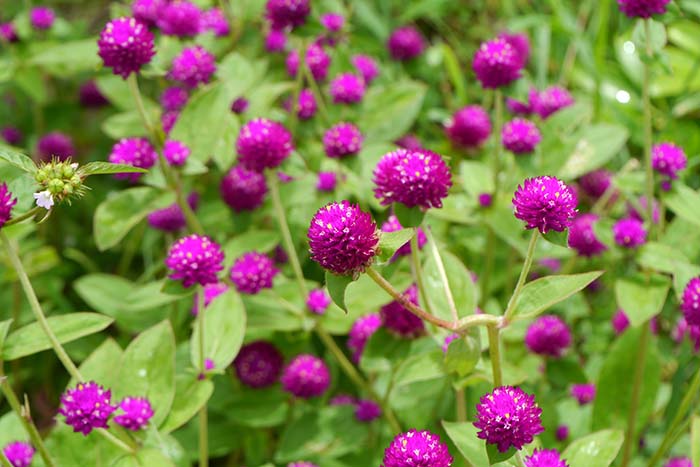 Gomphrena Flower