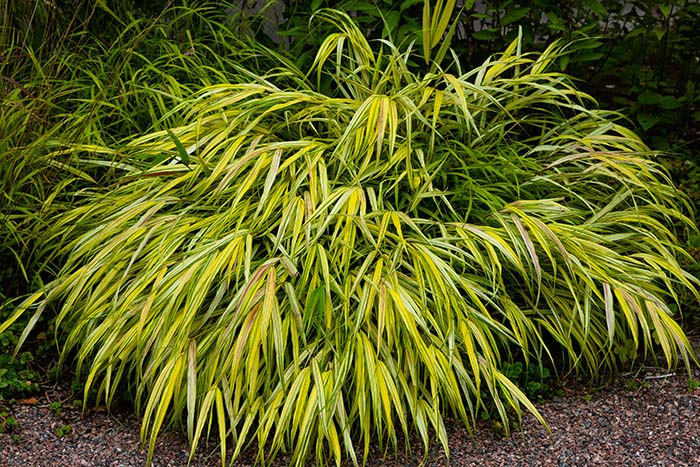 Hakonechloa Macra