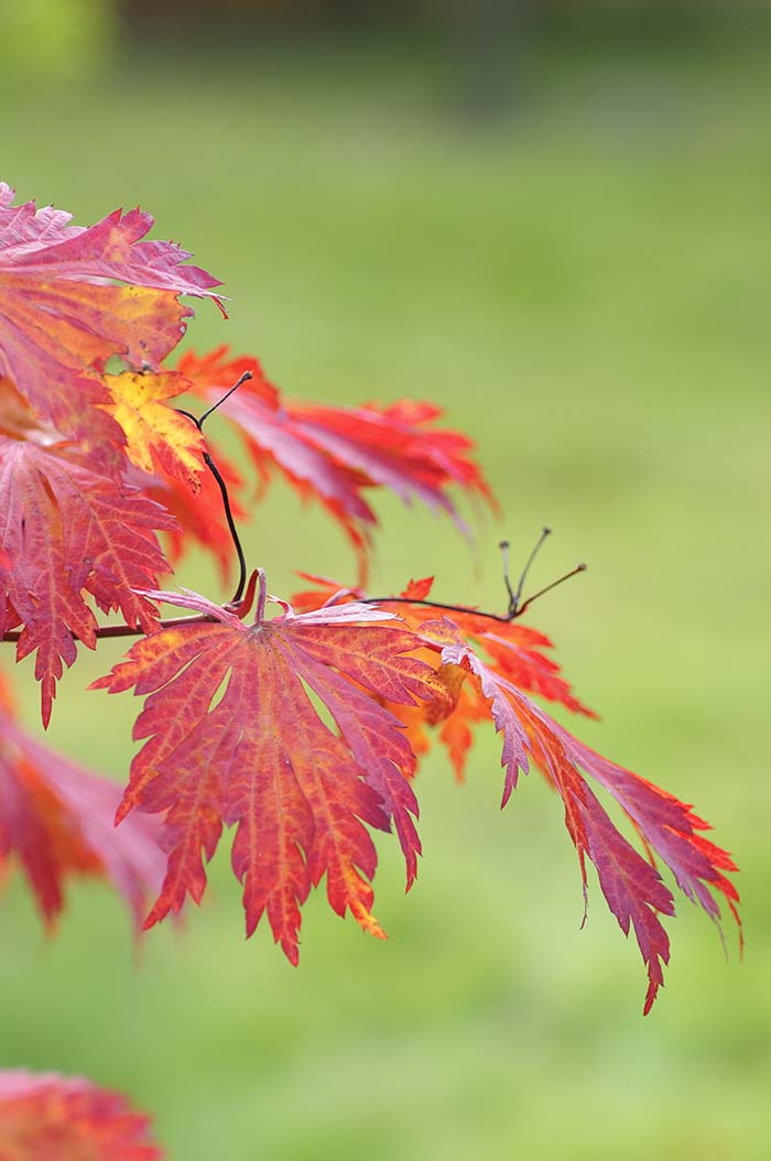 Japanese Maple Tree