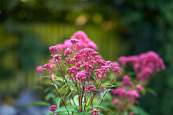 Joe Pye Weed Plant