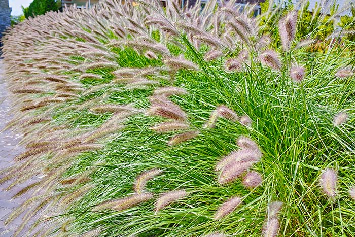 Pennisetum Massaicum Grass