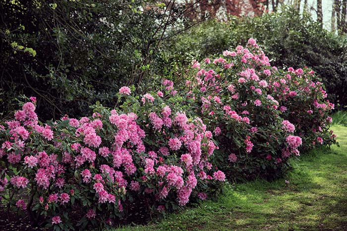 Rhododendron Plant