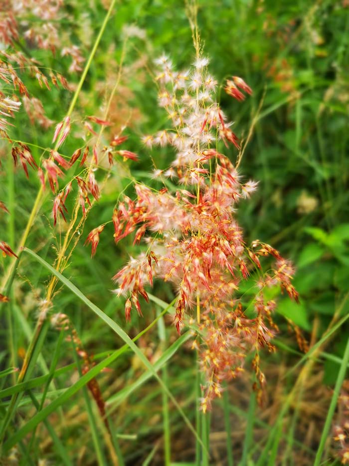 Ruby Grass