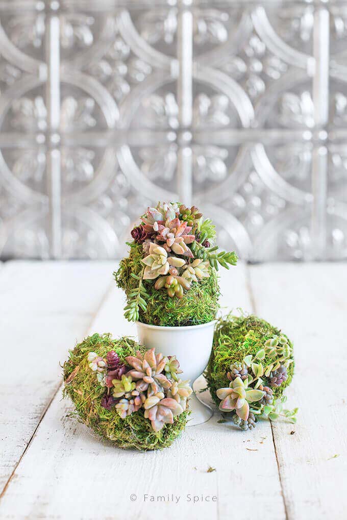 Moss And Succulents Eggs