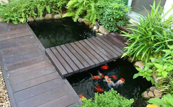 Create A Fish Pond