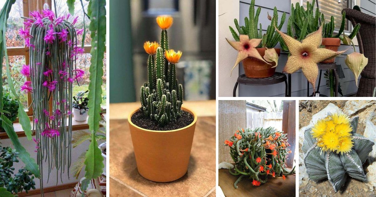 Best Flowering Cactus Plants