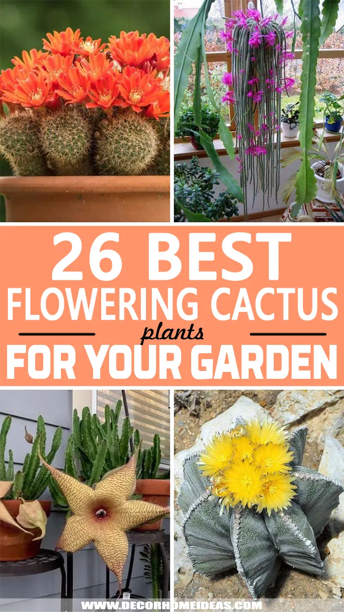 Flowering Cactus Plants. Add some beautiful flowering cactus plants to your garden. They are drought-tolerant and don't need a lot of maintenance making them the perfect flowers. #decorhomeideas