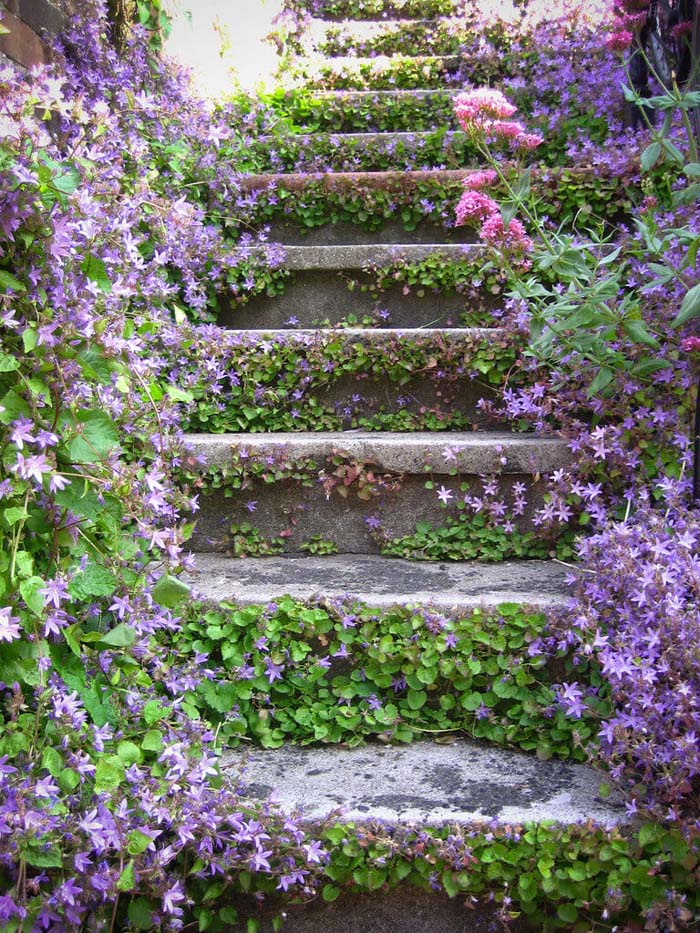 Introduce Flowers On The Garden Staircase