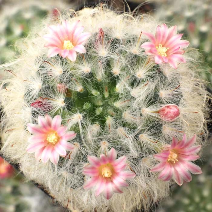 10. Powder Puff Cactus #decorhomeideas