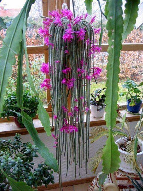 11. Rat Tail Cactus #decorhomeideas