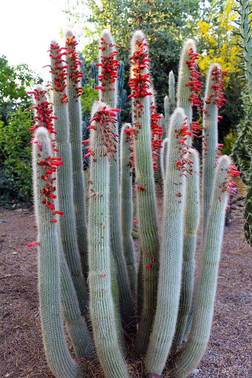 12. Silver Torch Cactus #decorhomeideas