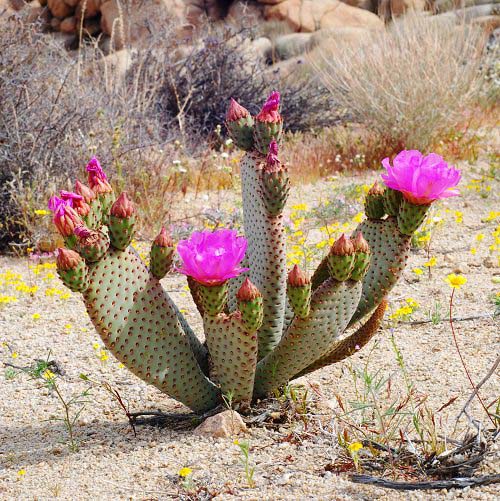 16. Beavertail Cactus #decorhomeideas
