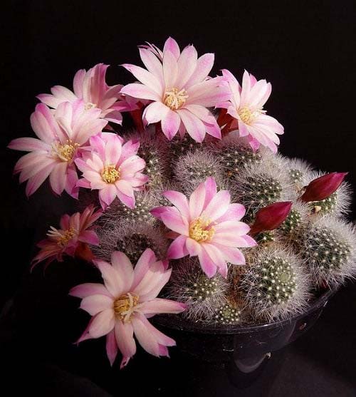 17. Aylostera Cactus #decorhomeideas