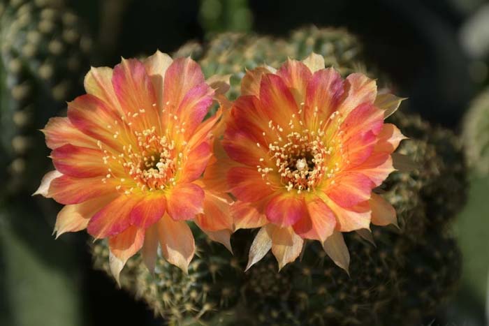 19. Lobivia Cactus #decorhomeideas