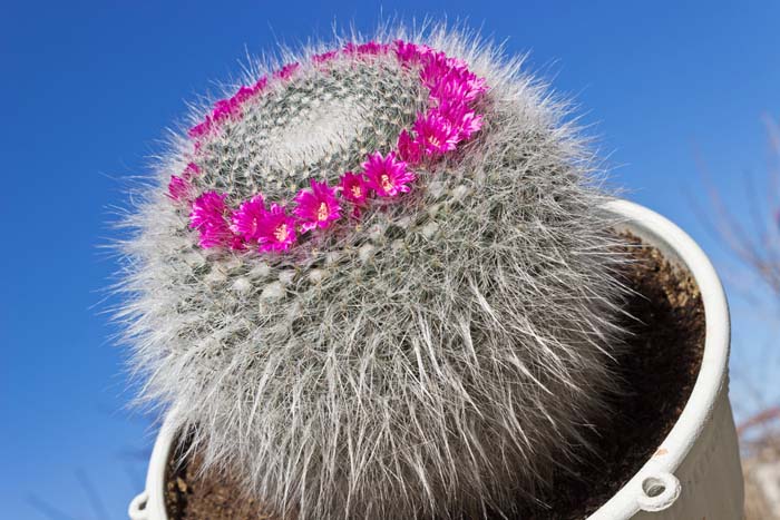 2. Old Lady Cactus #decorhomeideas