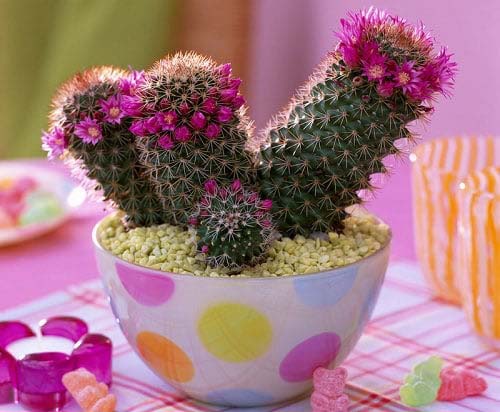 20. Mammillaria Cactus #decorhomeideas