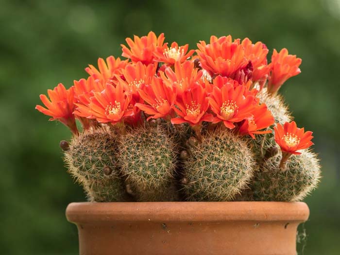 22. Rebutia Cactus #decorhomeideas