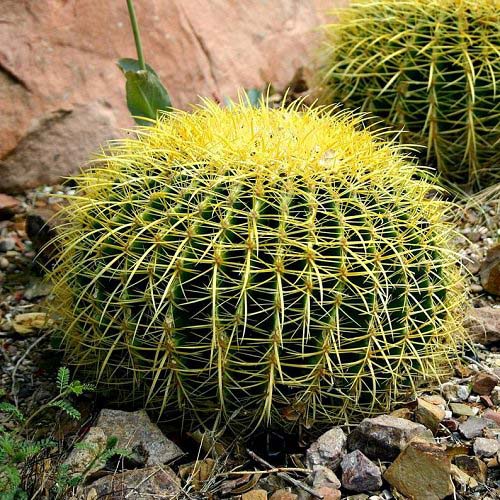 23. Golden Barrel Cactus #decorhomeideas