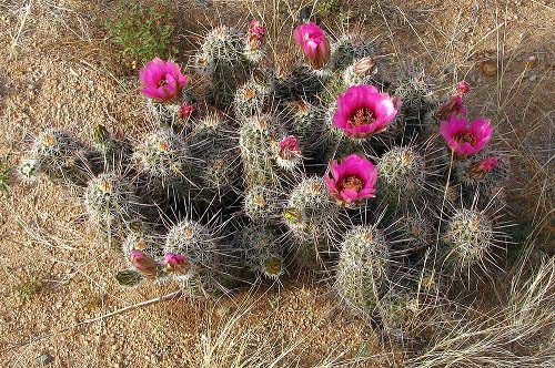 25. Strawberry Hedgehog Cactus #decorhomeideas