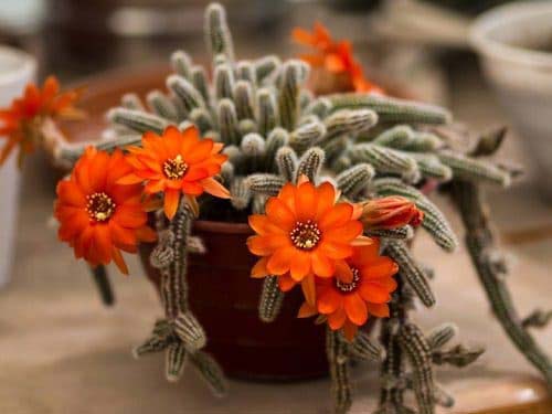 26. Peanut Cactus #decorhomeideas