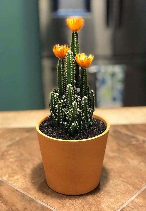 3. Fairy Castle Cactus #decorhomeideas