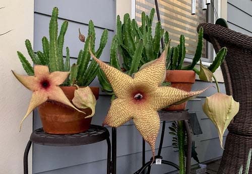 4. Starfish Cactus #decorhomeideas