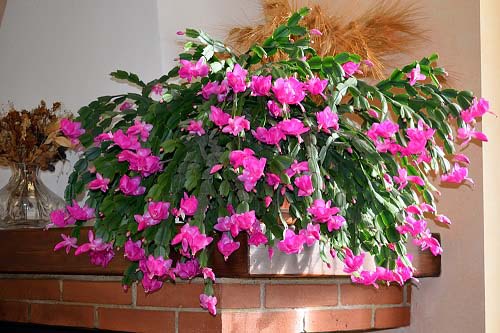 5. Easter Cactus #decorhomeideas