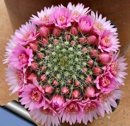 8. Rosy Pincushion Cactus #decorhomeideas