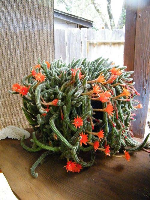 9. Lincoln Gem Cactus #decorhomeideas