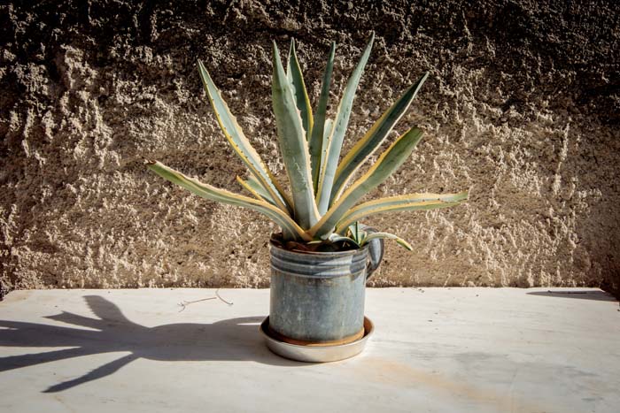 Agave Plant