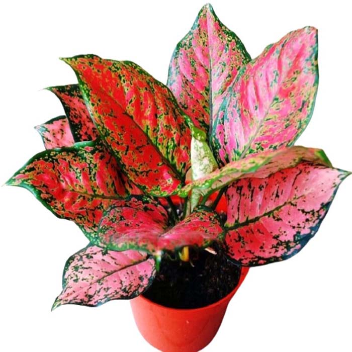 Aglaonema Anyanmanee