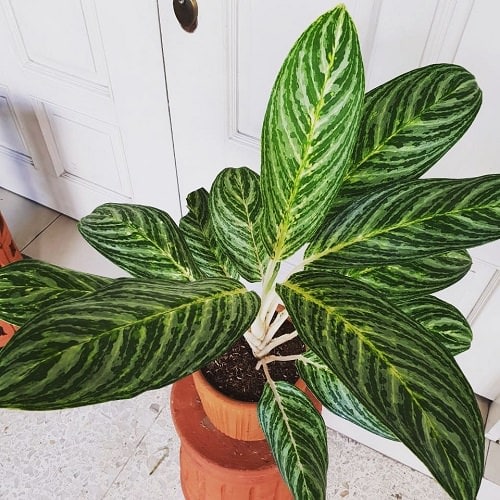 Aglaonema Brilliant