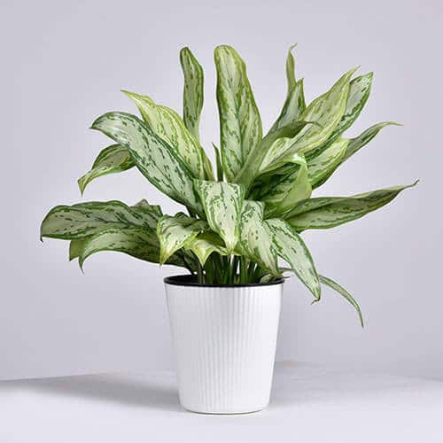 Aglaonema Silver King Houseplant