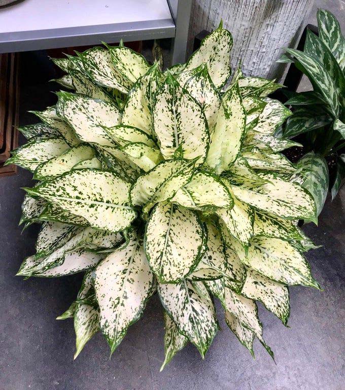 Aglaonema Snow White