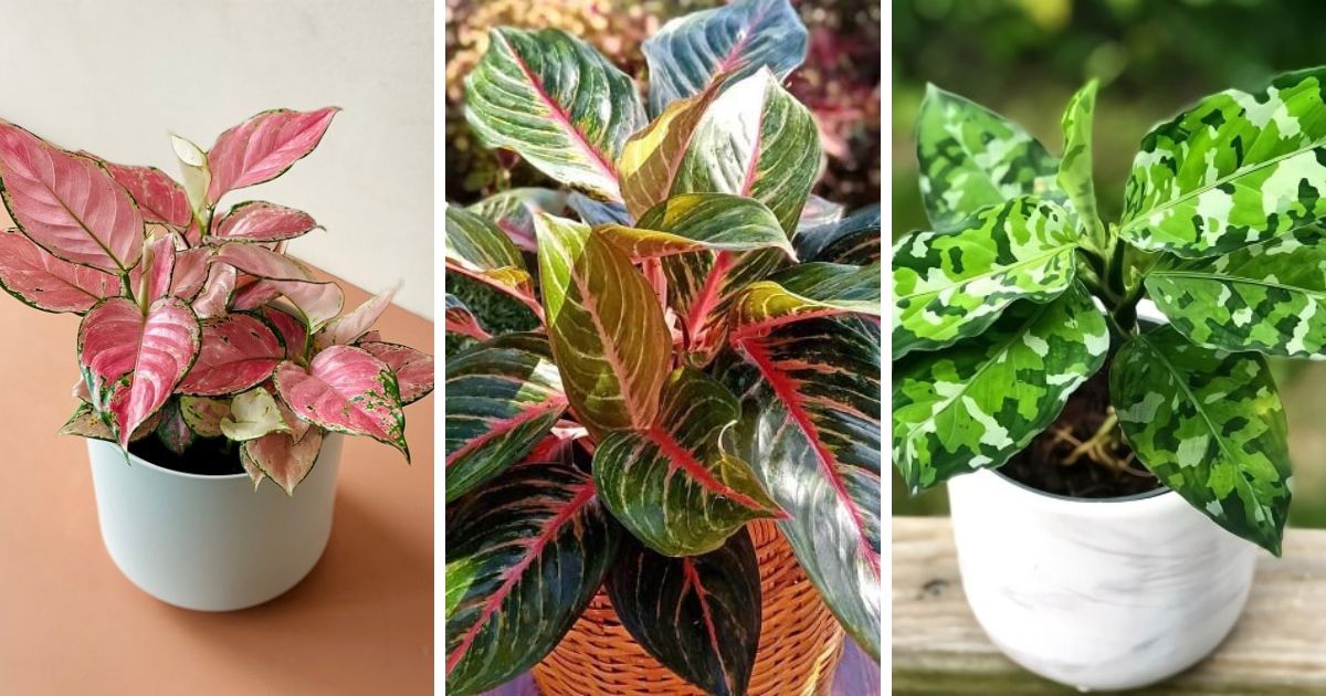 Beautiful Aglaonema Varieties